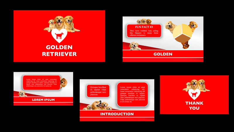 Golden Retriever Breed Profile & Fun Facts